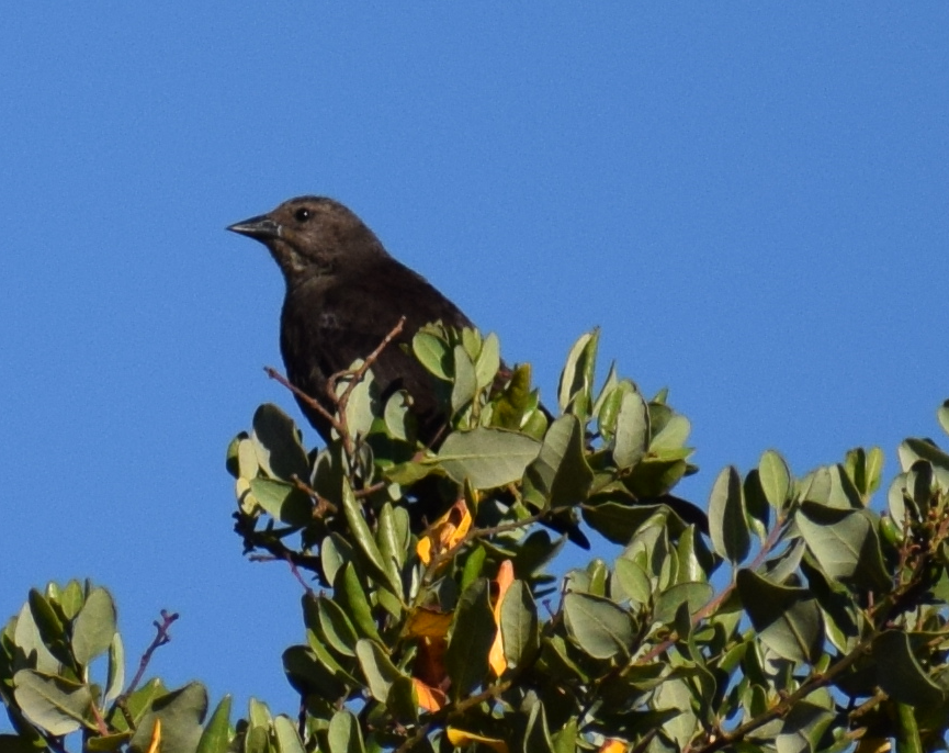 Shiny Cowbird - ML629782139