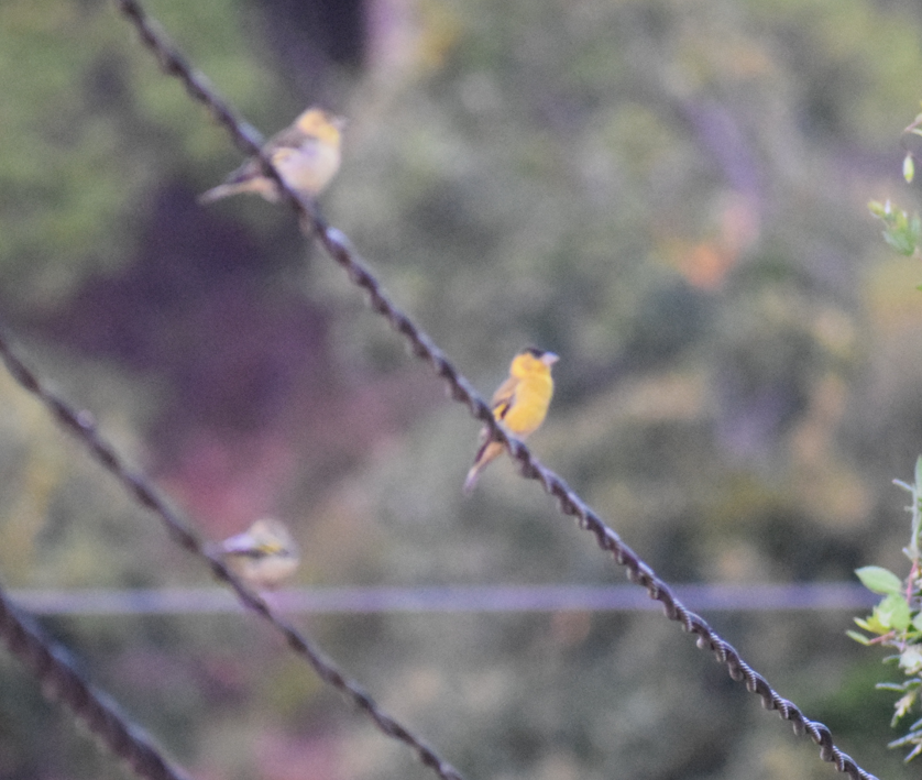 Black-chinned Siskin - ML629782168