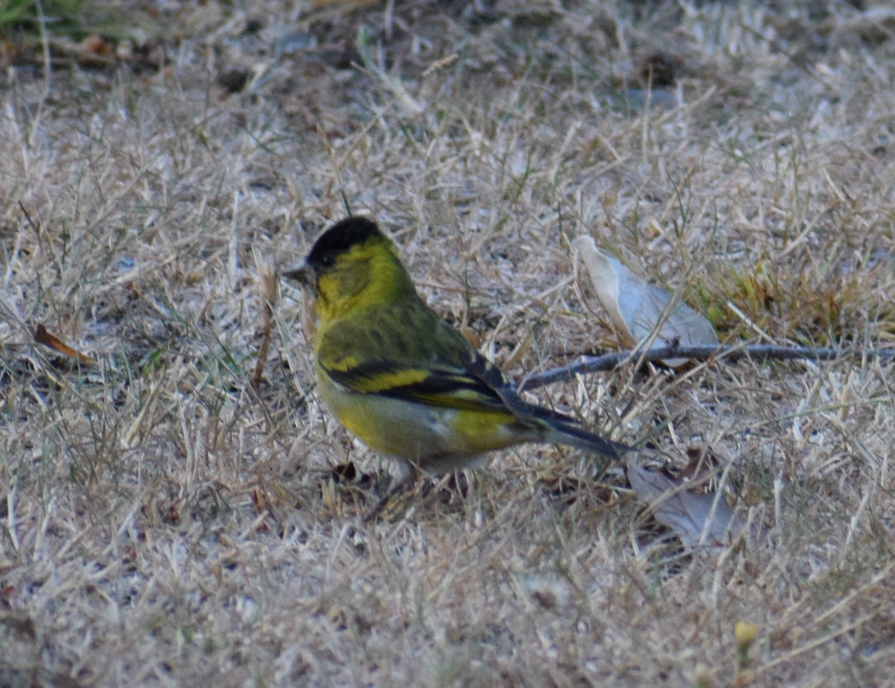 Black-chinned Siskin - ML629782169