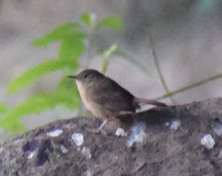 Southern House Wren - ML629782174