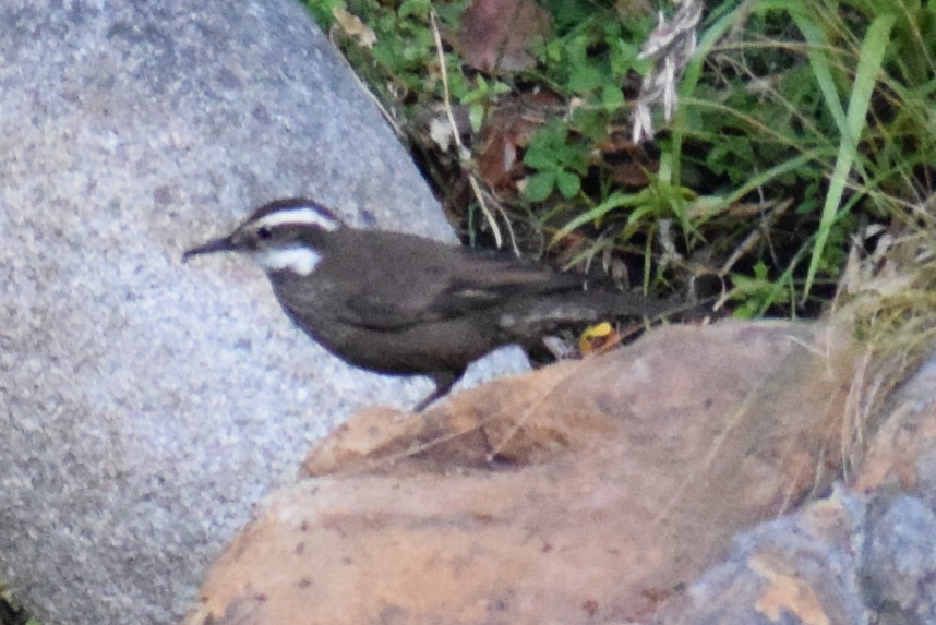 Dark-bellied Cinclodes - ML629782223