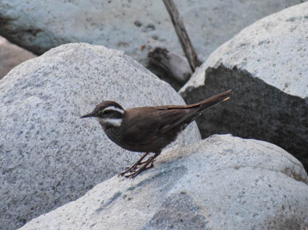Dark-bellied Cinclodes - ML629782224