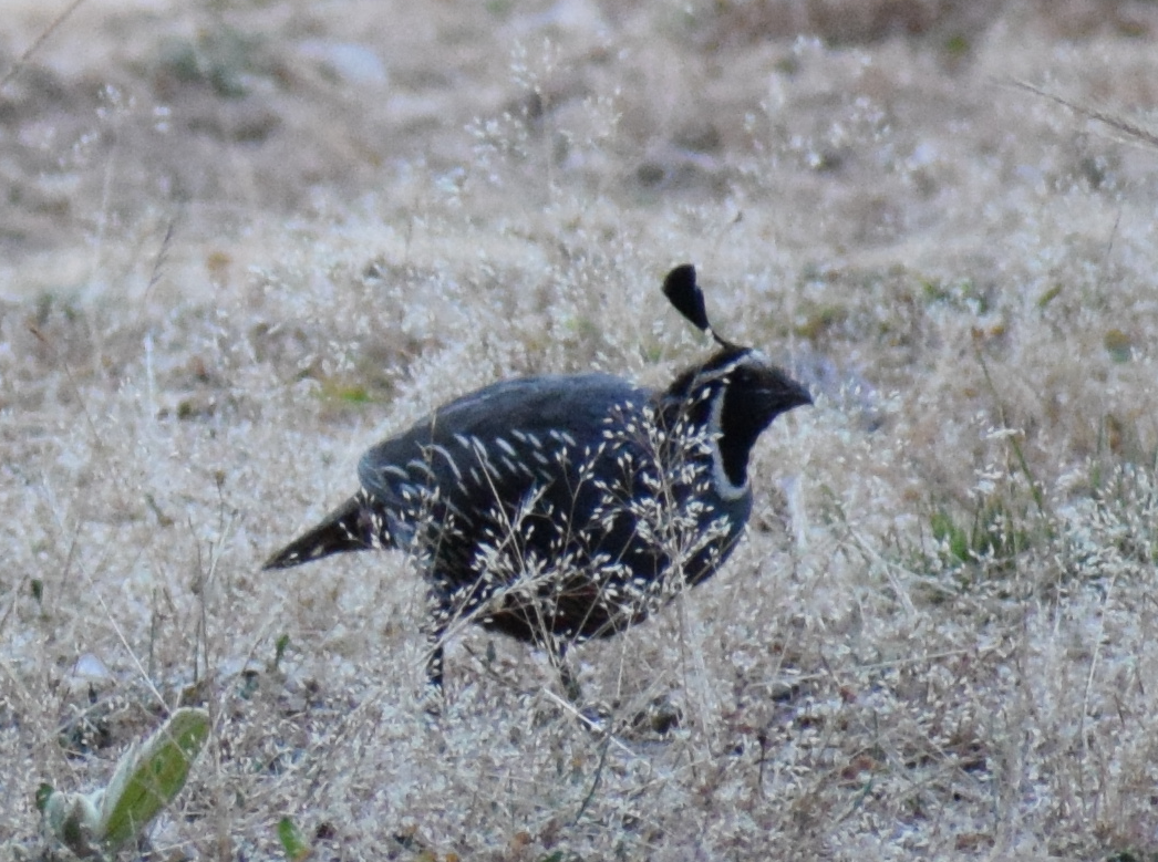 California Quail - ML629782237