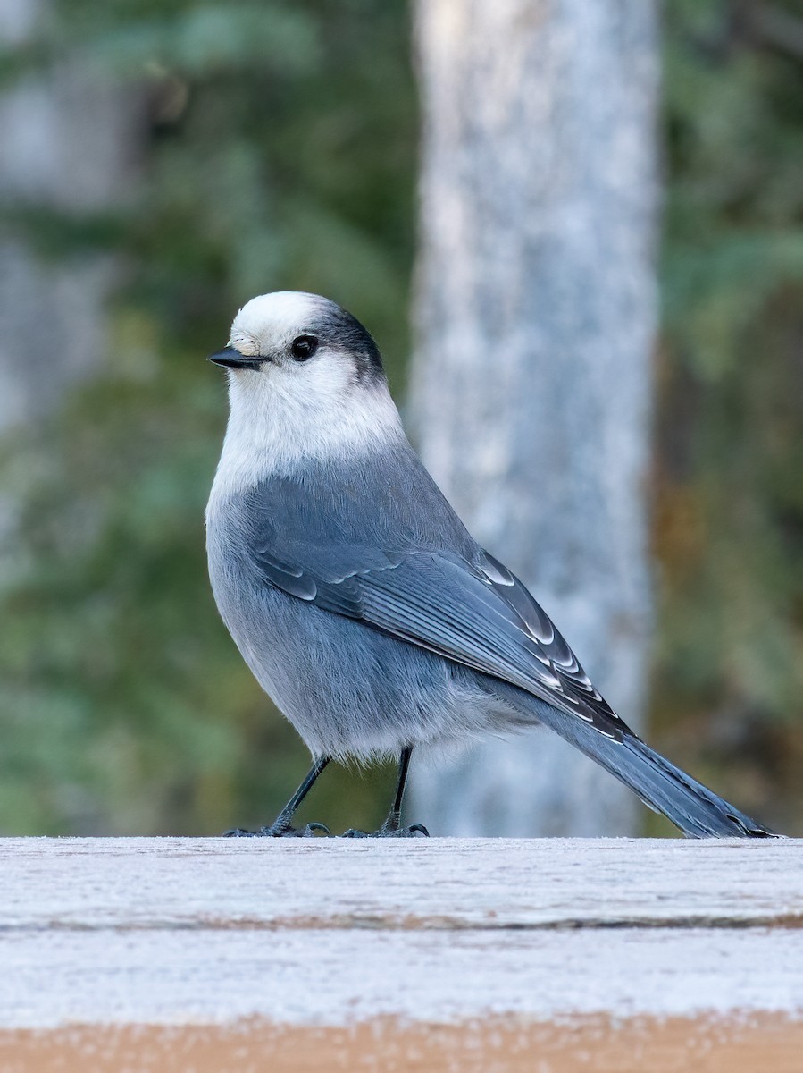 Canada Jay - ML629782865