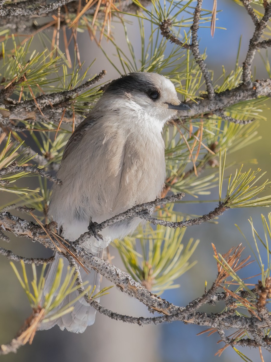 Canada Jay - ML629782867
