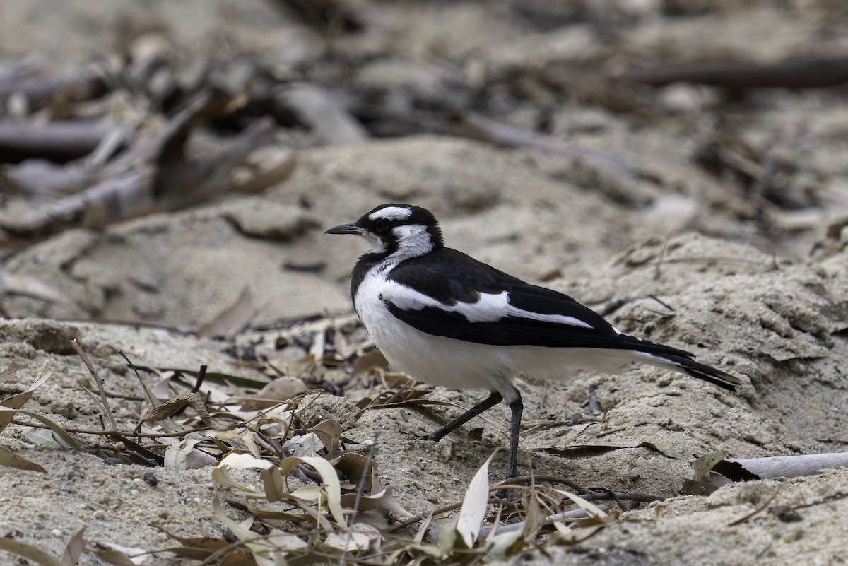 Magpie-lark - ML629782929