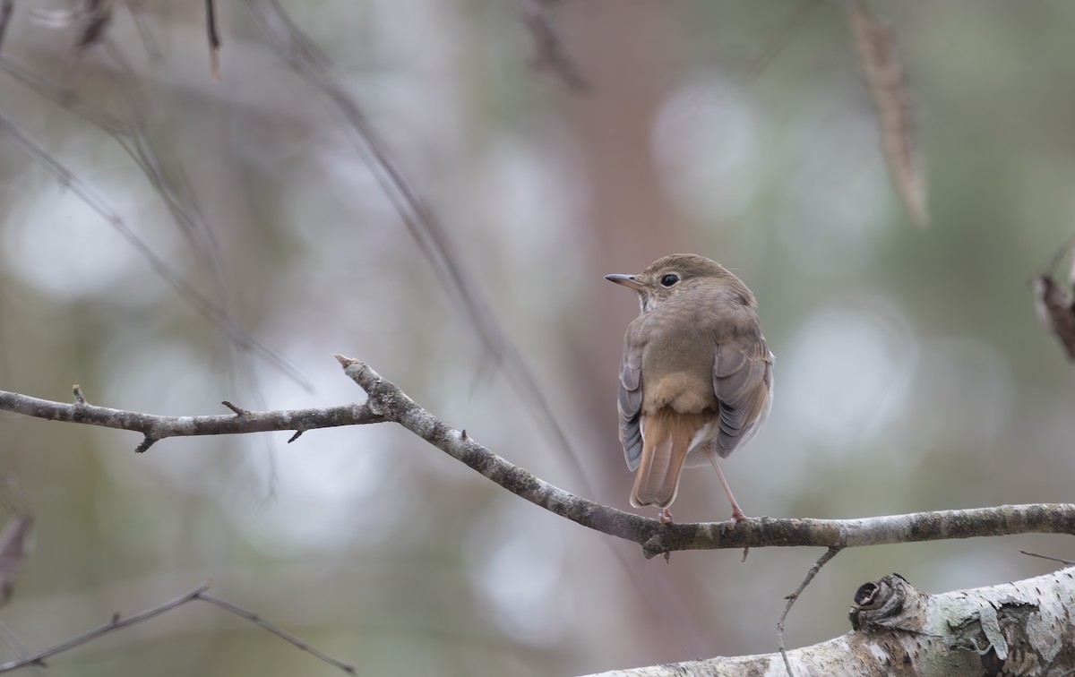 Hermit Thrush - ML629784026
