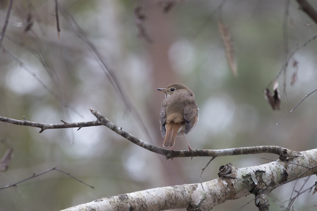Hermit Thrush - ML629784027