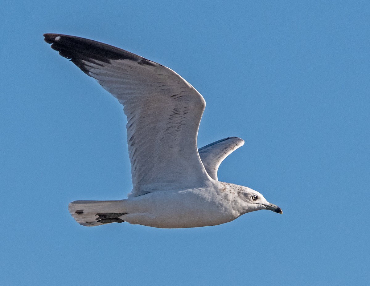Ring-billed Gull - ML629784054