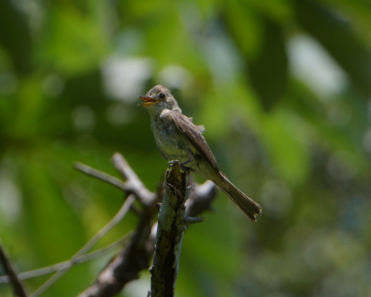 Northern Tropical Pewee - ML629784056