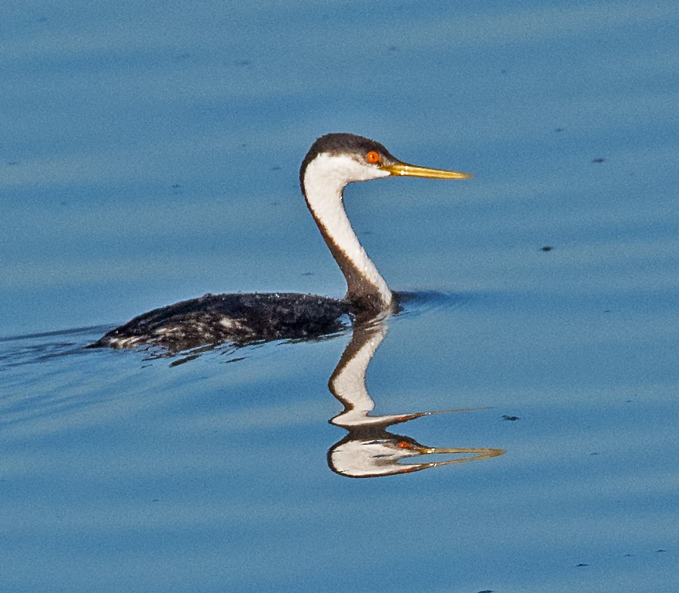 Western Grebe - ML629784058