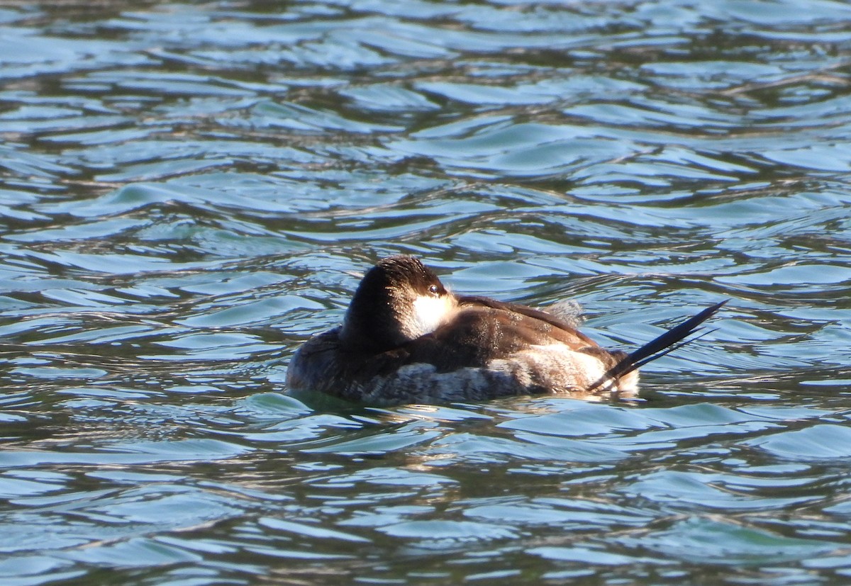 Ruddy Duck - ML629784059