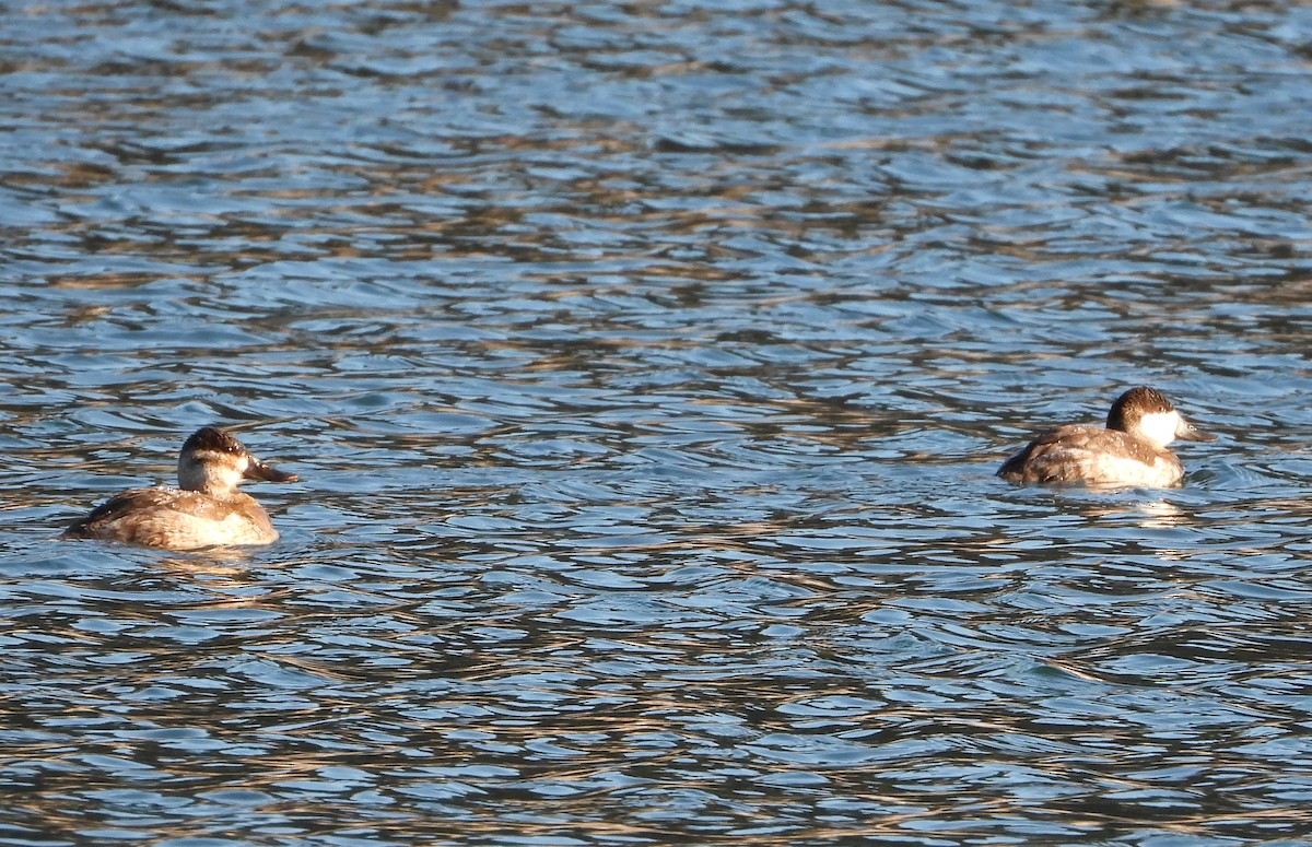 Ruddy Duck - ML629784060