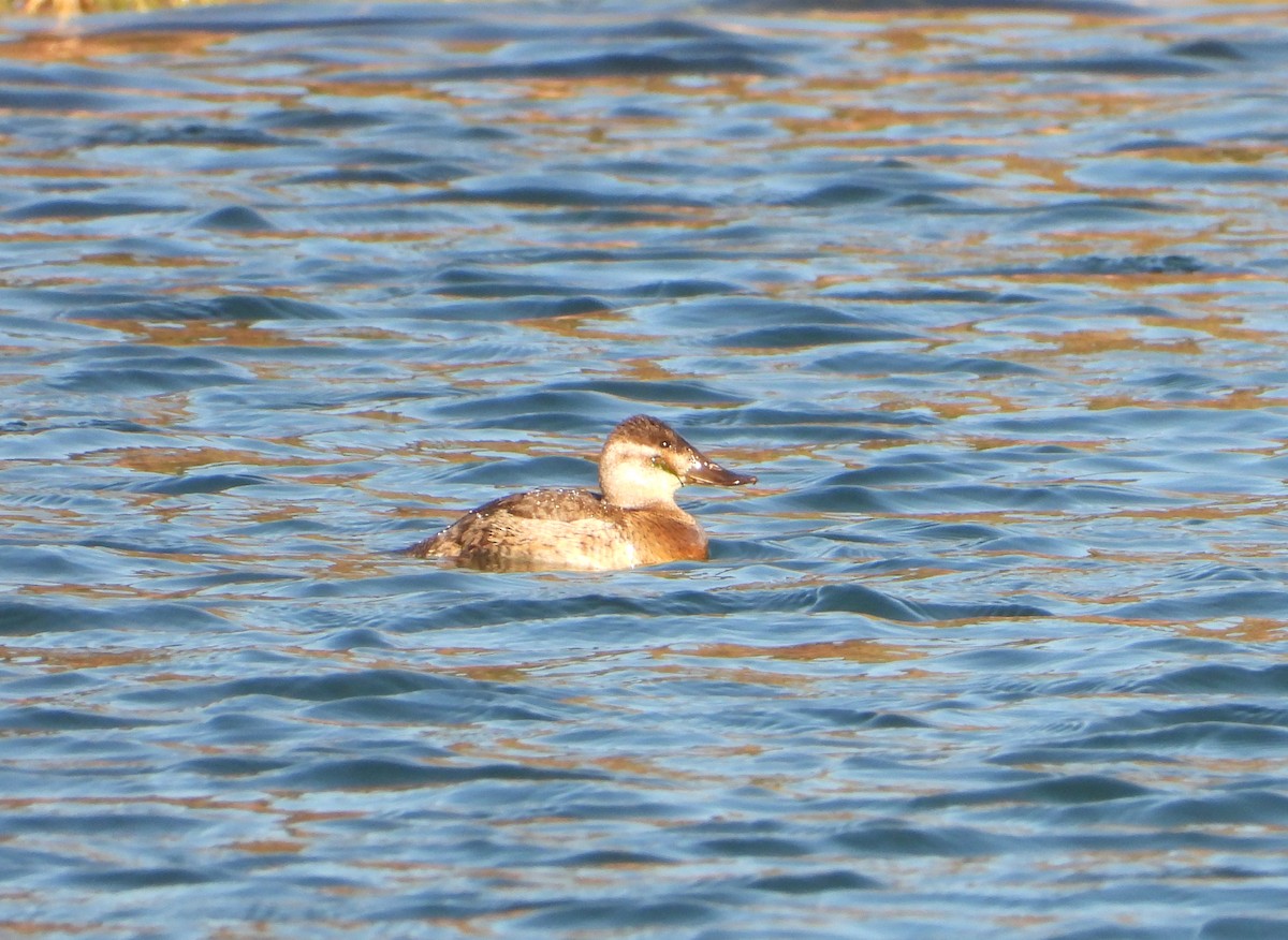 Ruddy Duck - ML629784061