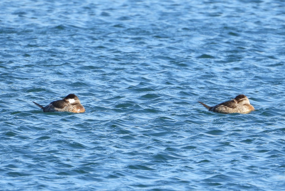 Ruddy Duck - ML629784062