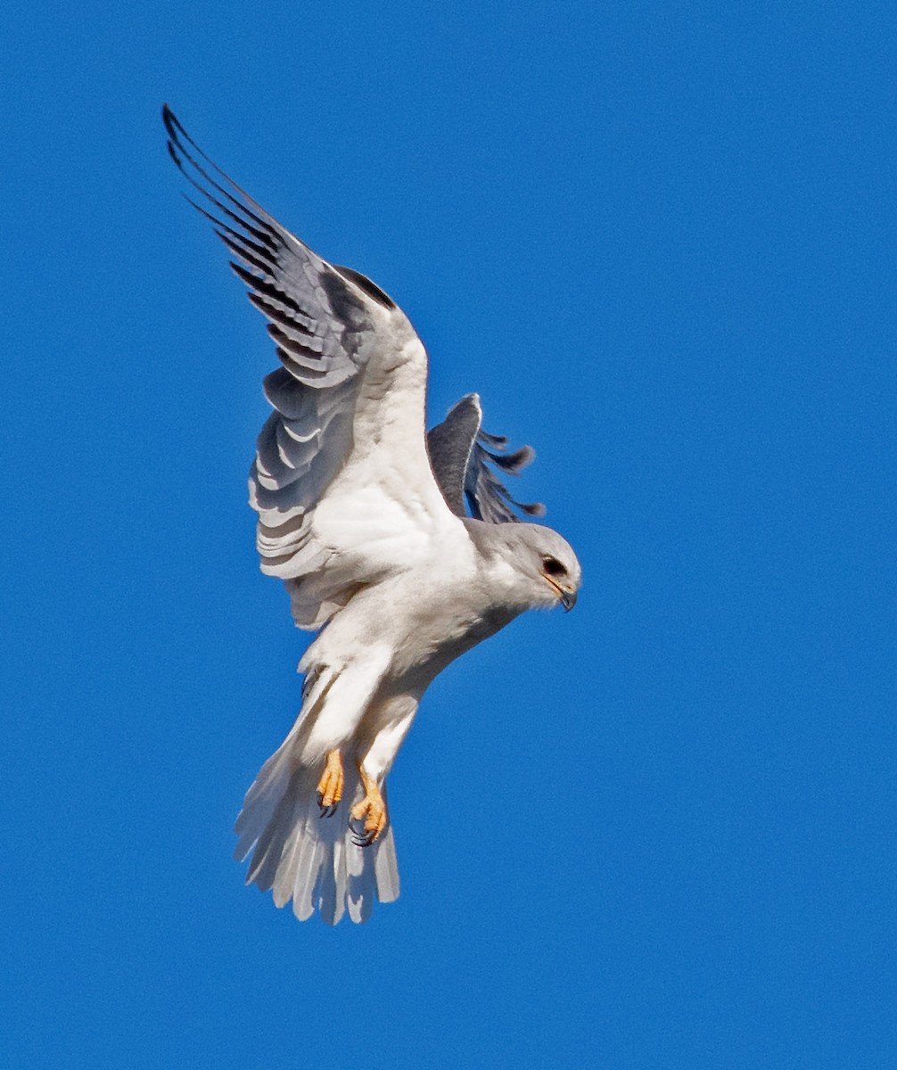 White-tailed Kite - ML629784070