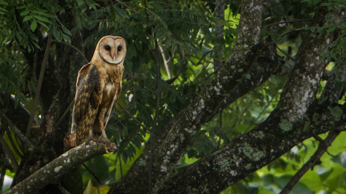 American Barn Owl - ML629784152