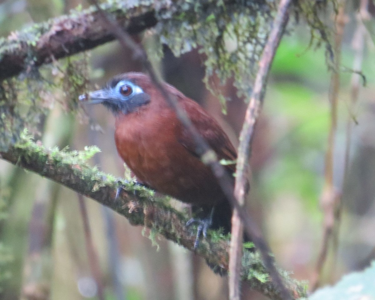 Zeledon's Antbird - ML629784211