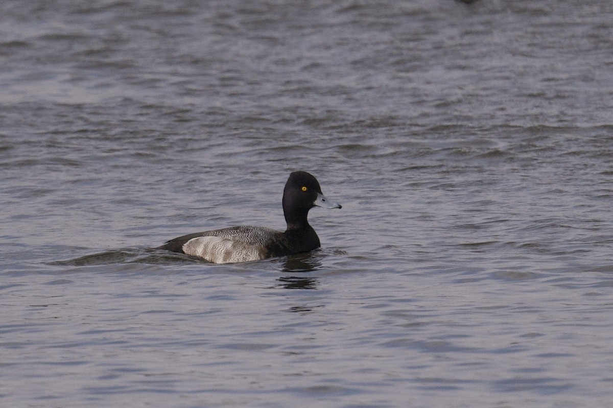 Lesser Scaup - ML629784318