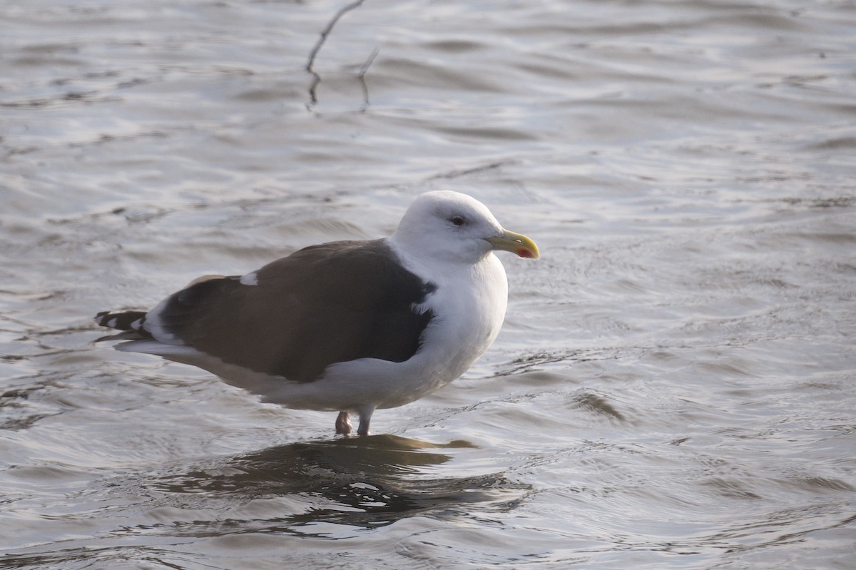 Great Black-backed Gull - ML629784326