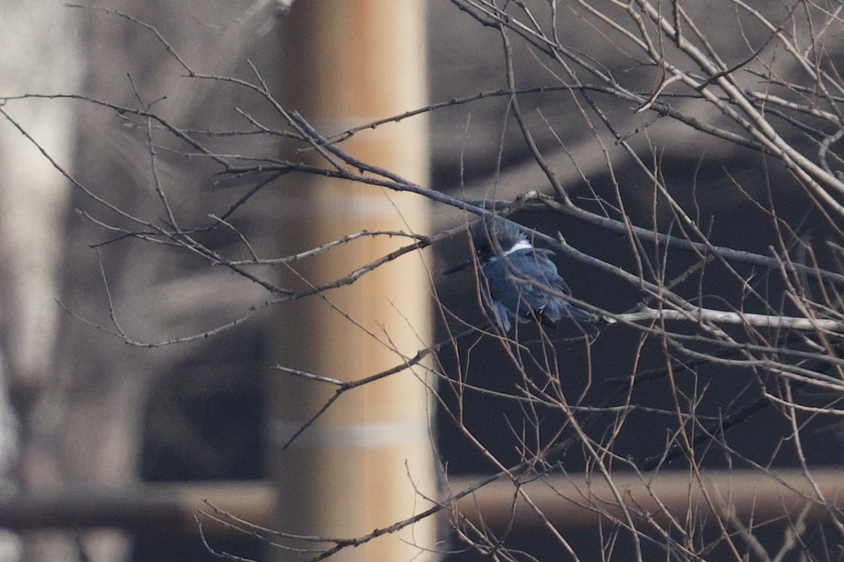 Belted Kingfisher - ML629784331