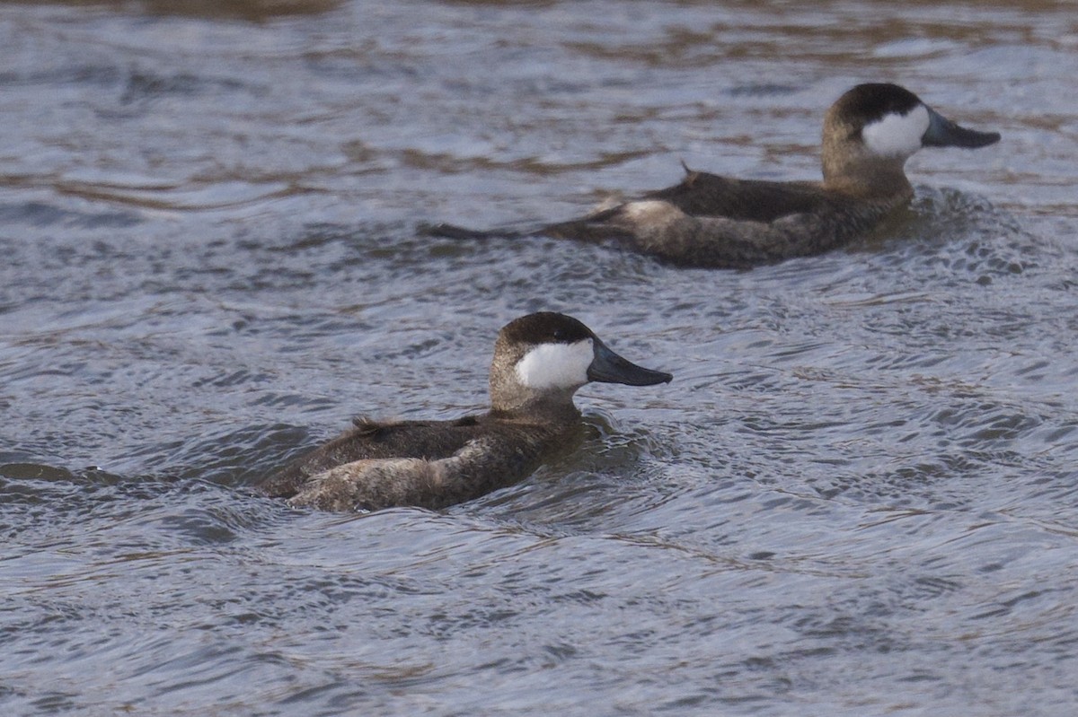 Ruddy Duck - ML629784342