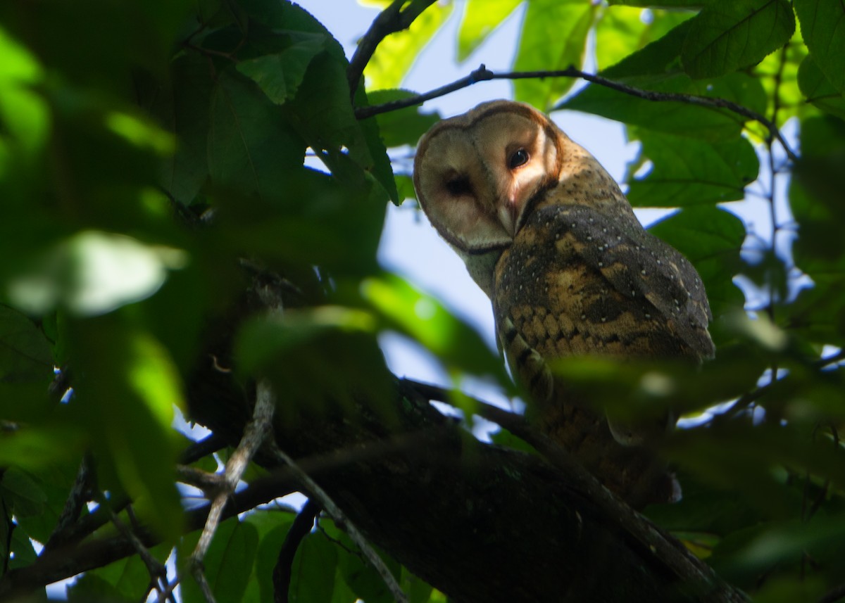 American Barn Owl - ML629784347