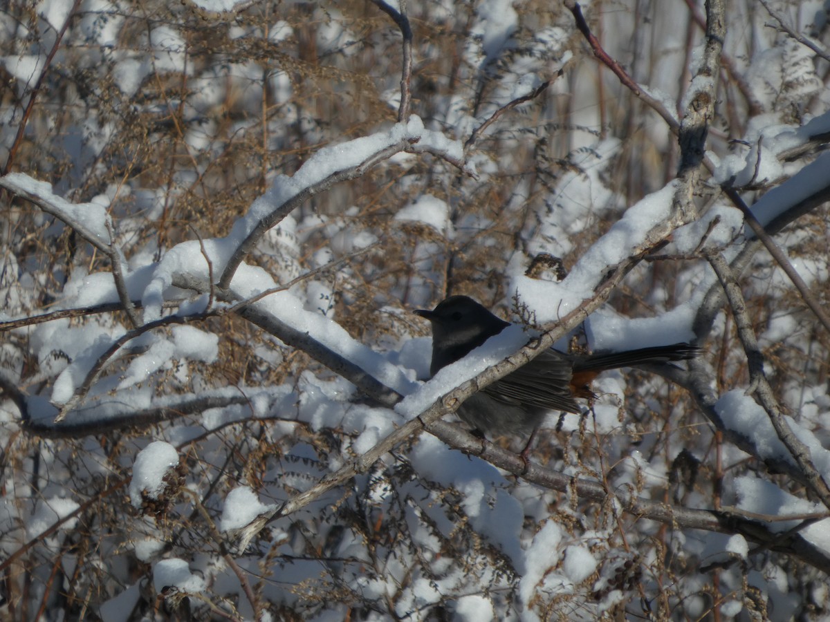Gray Catbird - ML629784383