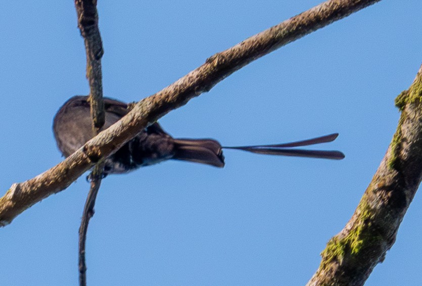 Long-tailed Tyrant - ML629784411