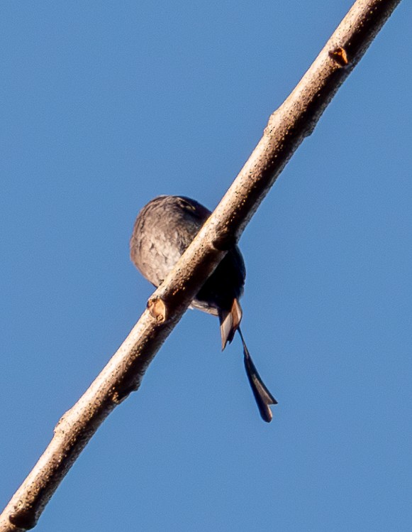 Long-tailed Tyrant - ML629784412