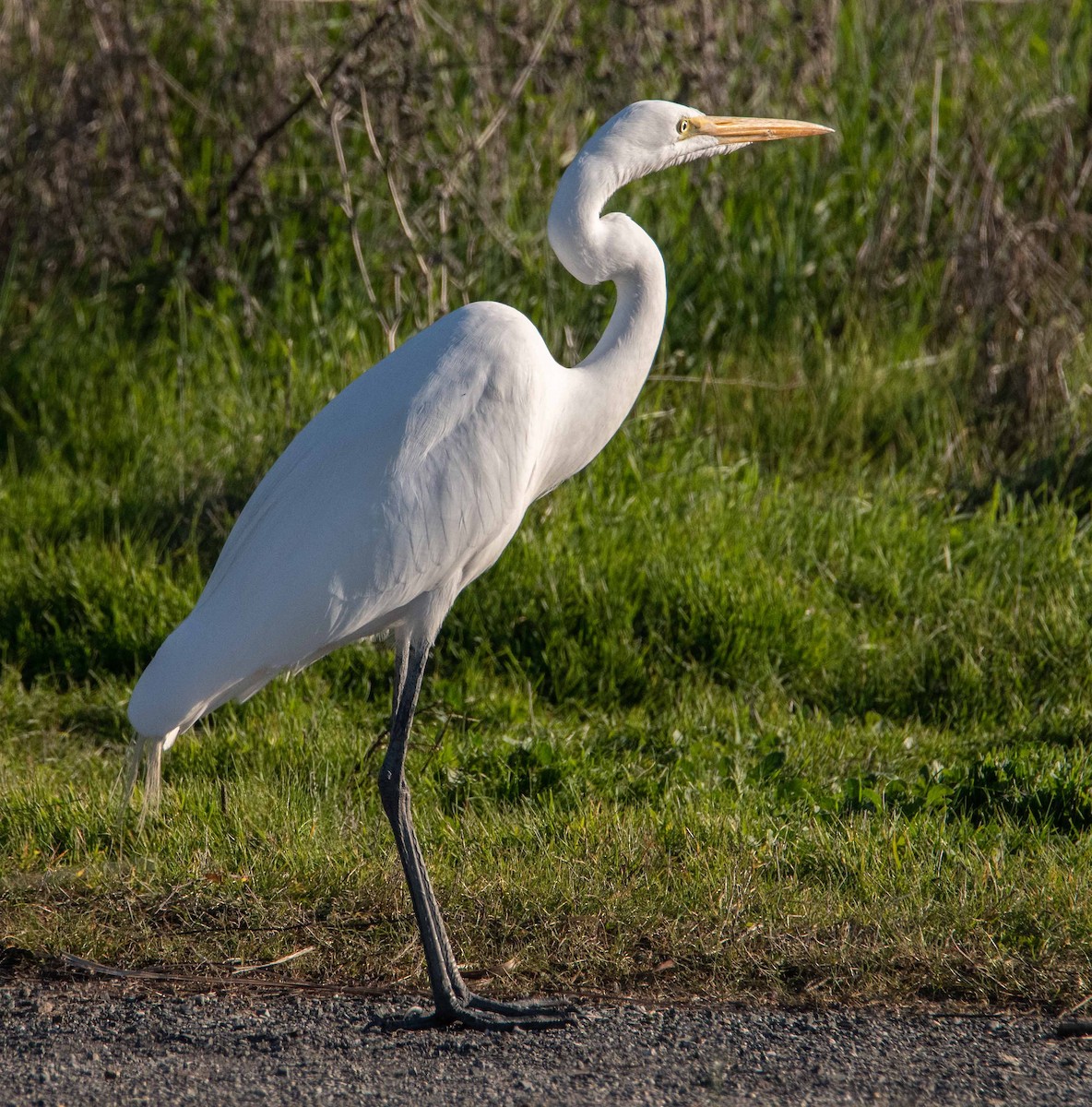 Great Egret - ML629784415