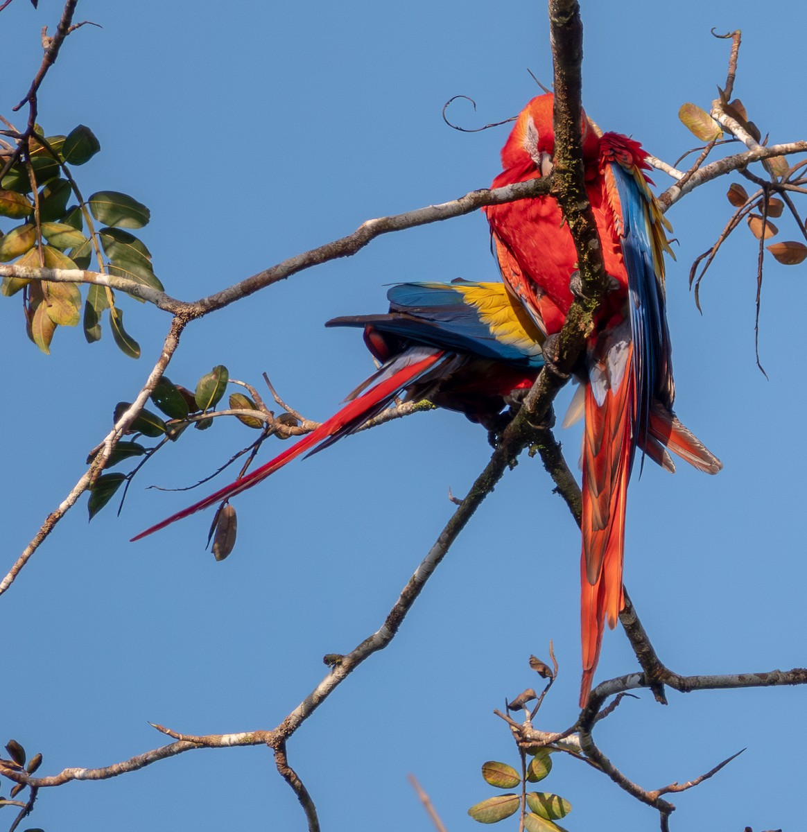 Scarlet Macaw - ML629784451