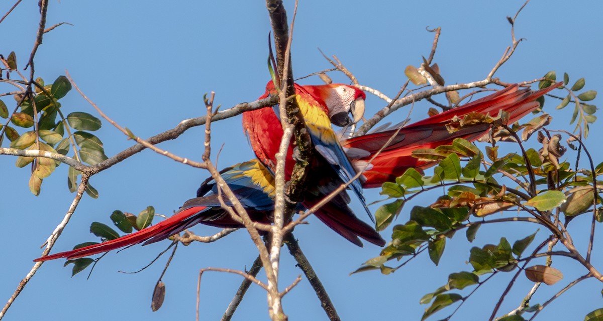 Scarlet Macaw - ML629784452