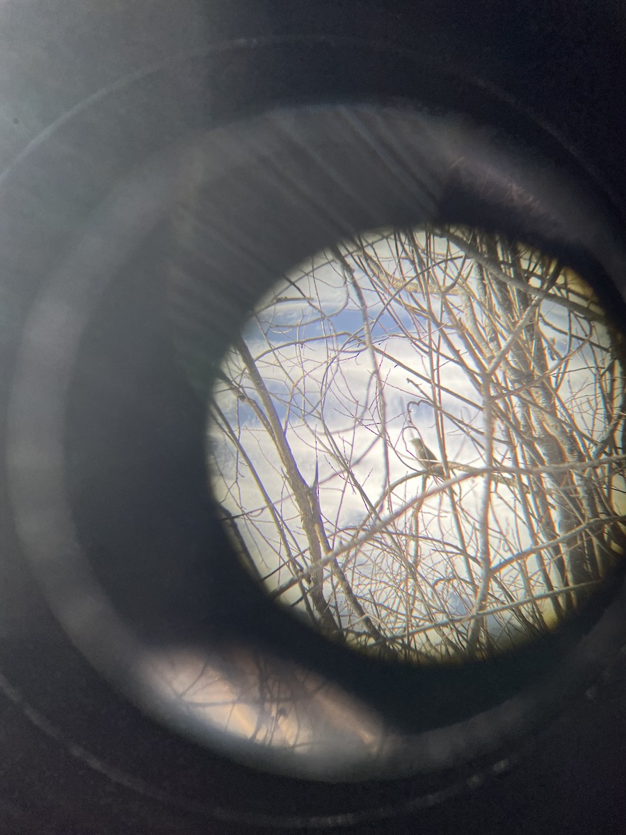 Townsend's Solitaire - ML629784656