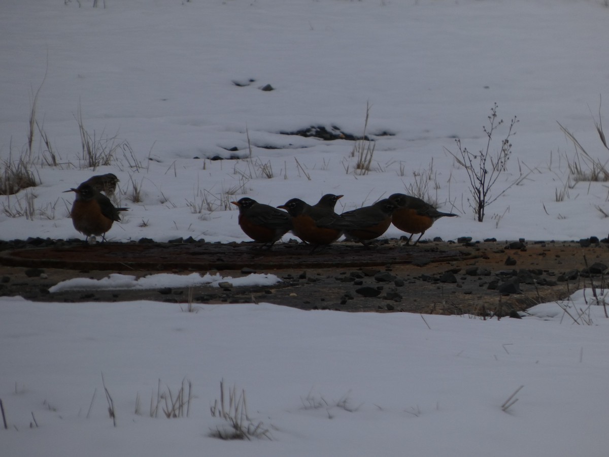 American Robin - ML629784764