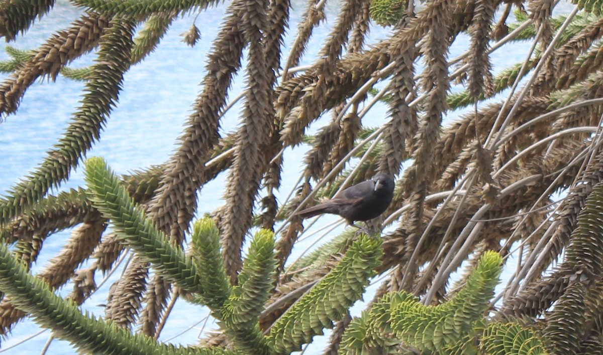 Austral Blackbird - ML629785473