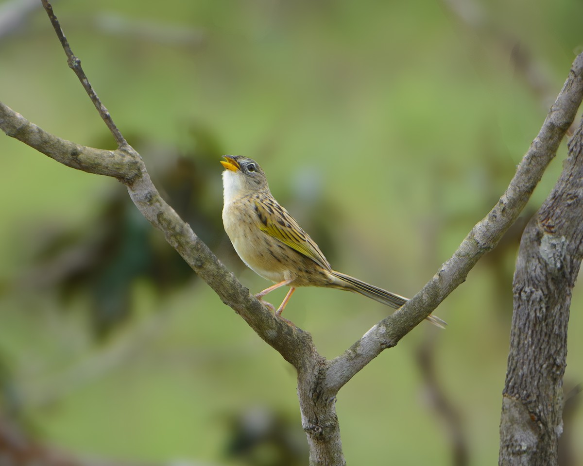 Wedge-tailed Grass-Finch - ML629785497