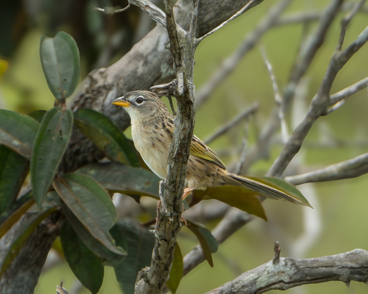 Wedge-tailed Grass-Finch - ML629785499