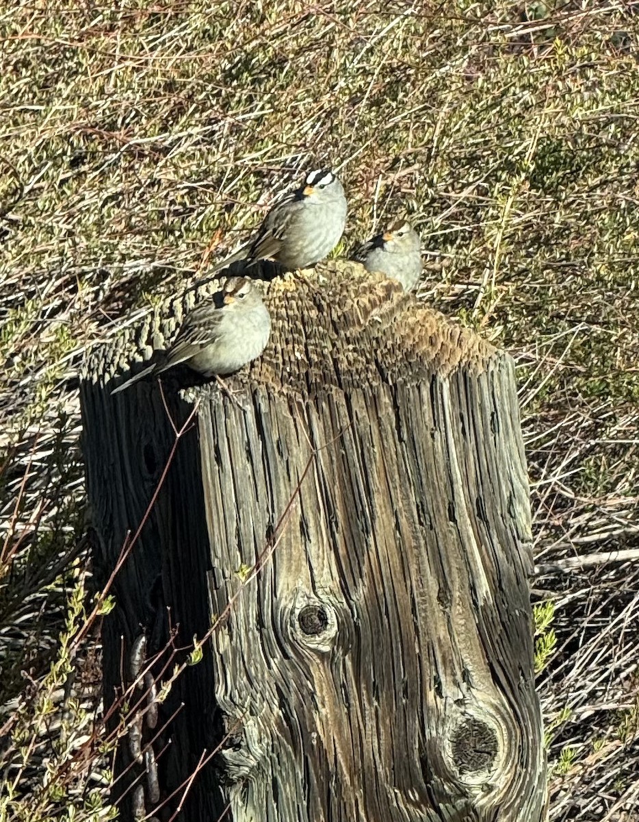 White-crowned Sparrow - ML629785567
