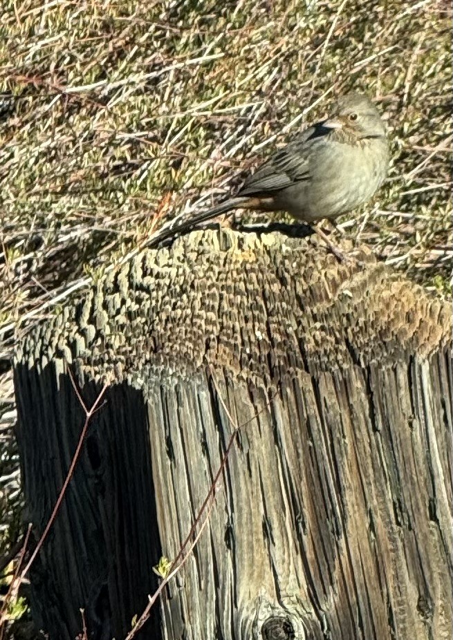 California Towhee - ML629785580