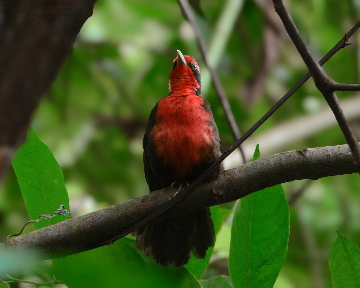 Rosy Thrush-Tanager - ML629785690