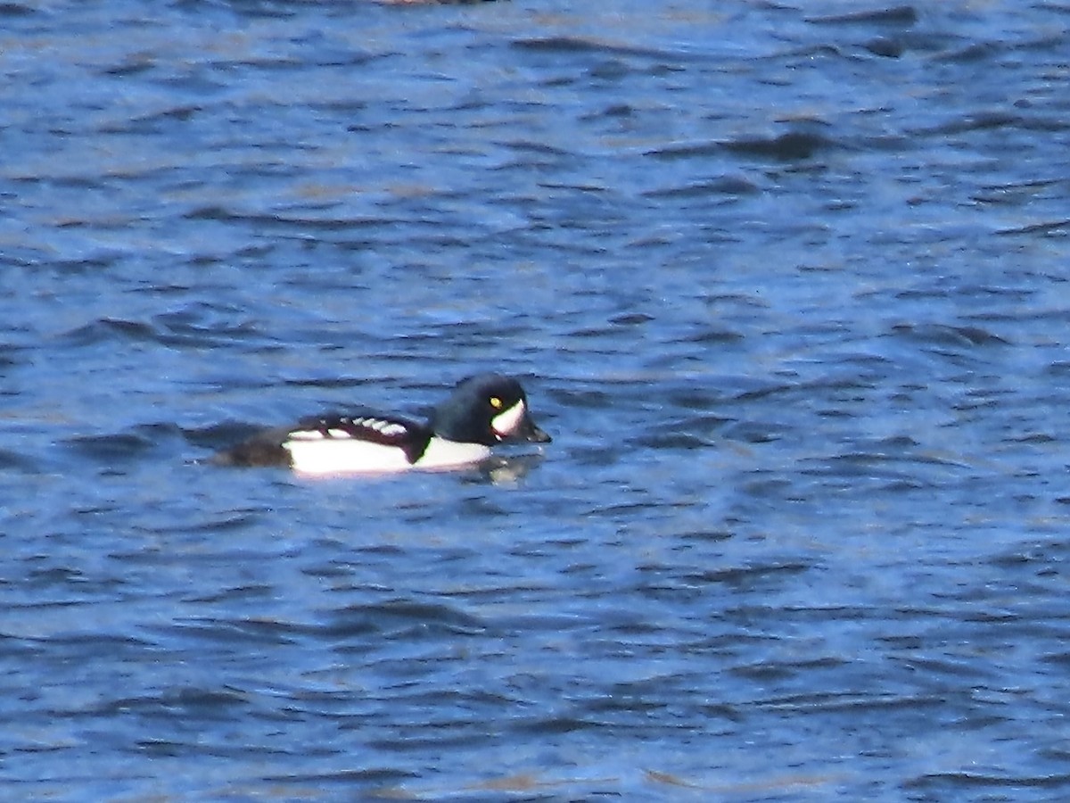 Barrow's Goldeneye - ML629785821