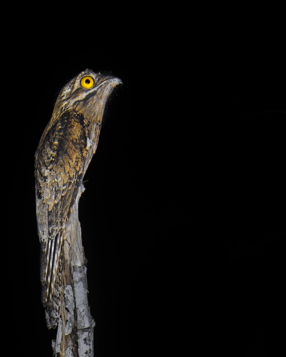 Common Potoo - ML629785941