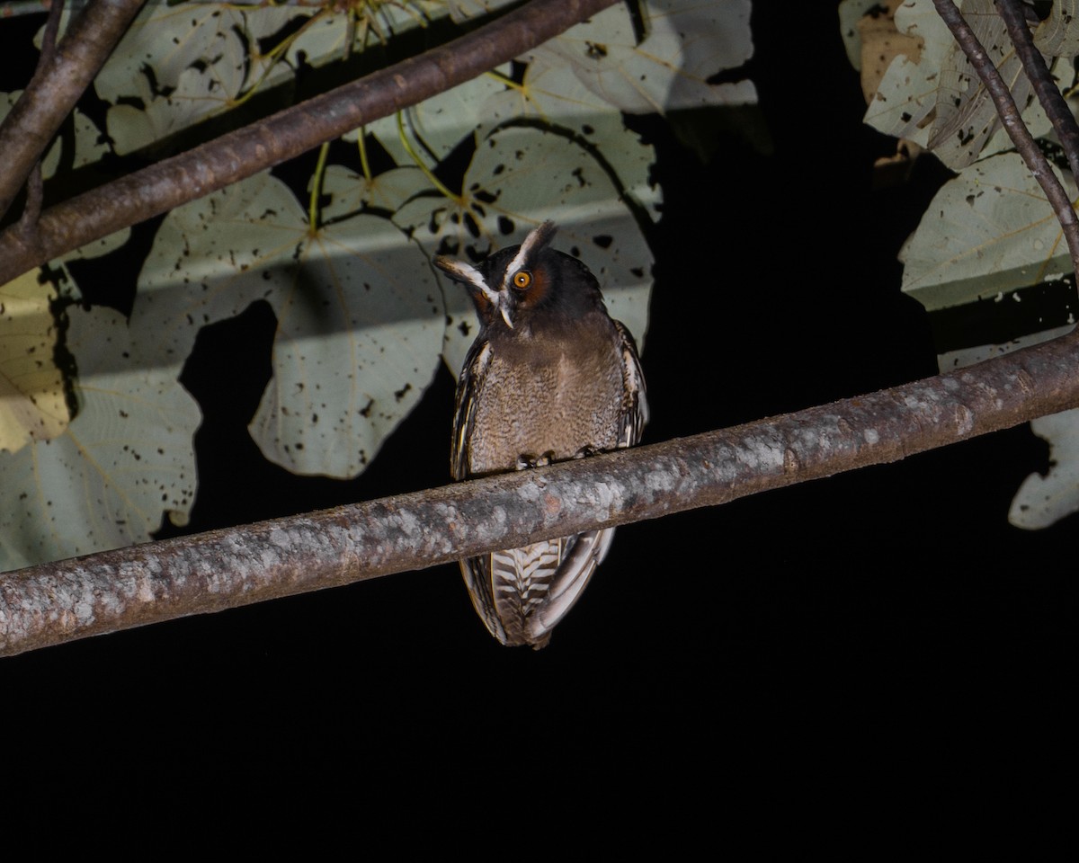 Crested Owl - ML629785956