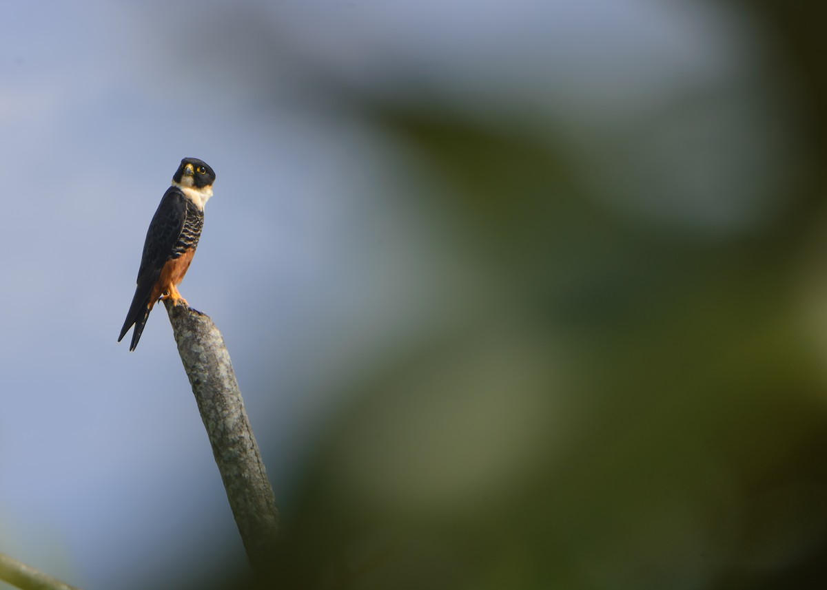 Bat Falcon - ML629786055