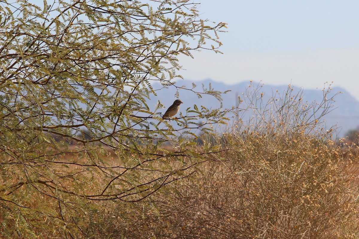 Vesper Sparrow - ML629786099