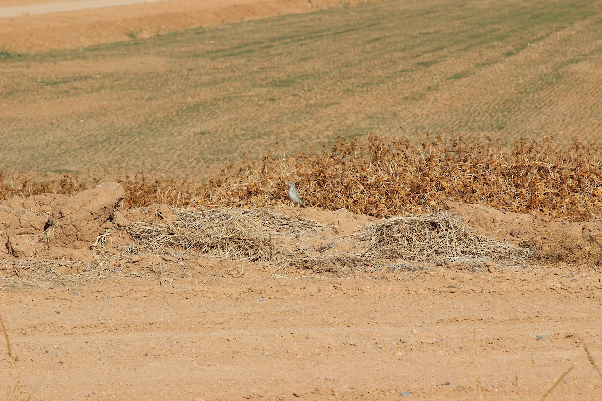 Vesper Sparrow - ML629786106