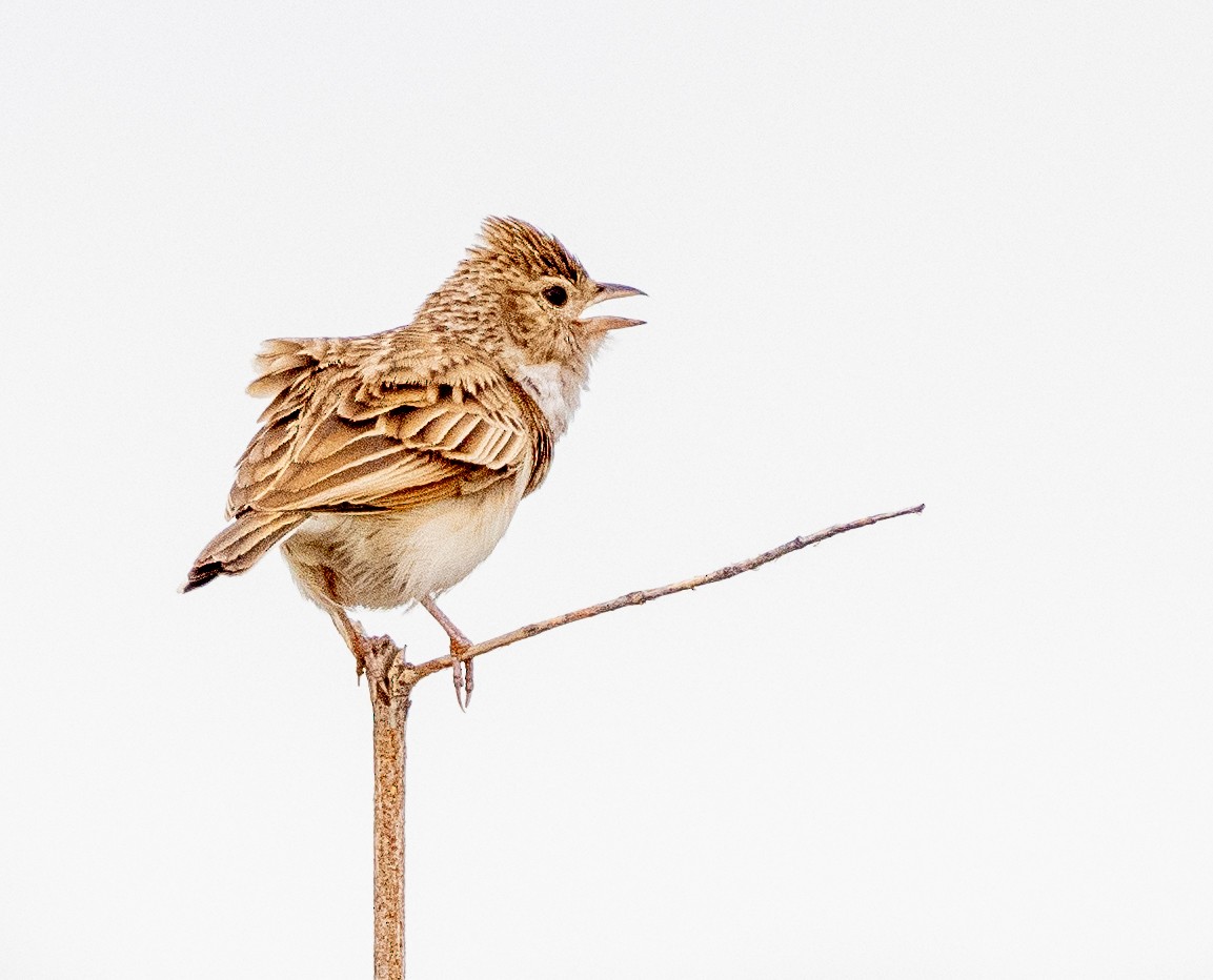 Monotonous Lark - ML629786154