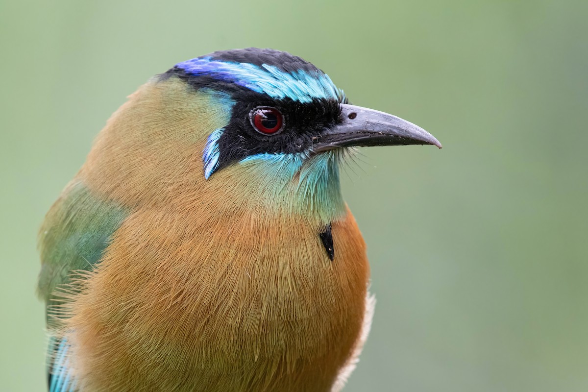 Lesson's Motmot - ML629786675