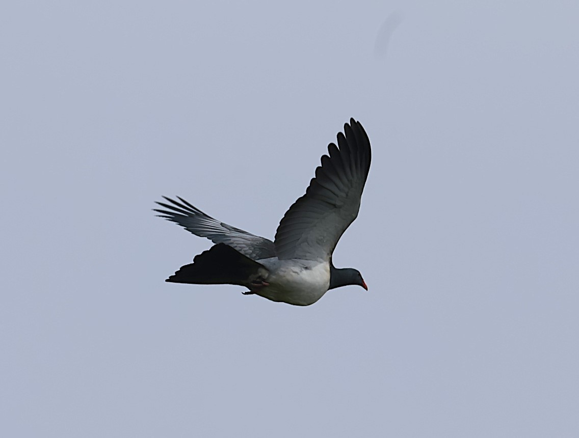 Chatham Islands Pigeon - ML629786708
